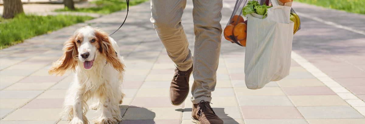 A small tan and white dog walking with a man carrying groceries